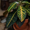Reorienting sustainability with healthy living - ONEarth