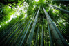 Why is Bamboo better than single-use plastic? - ONEarth