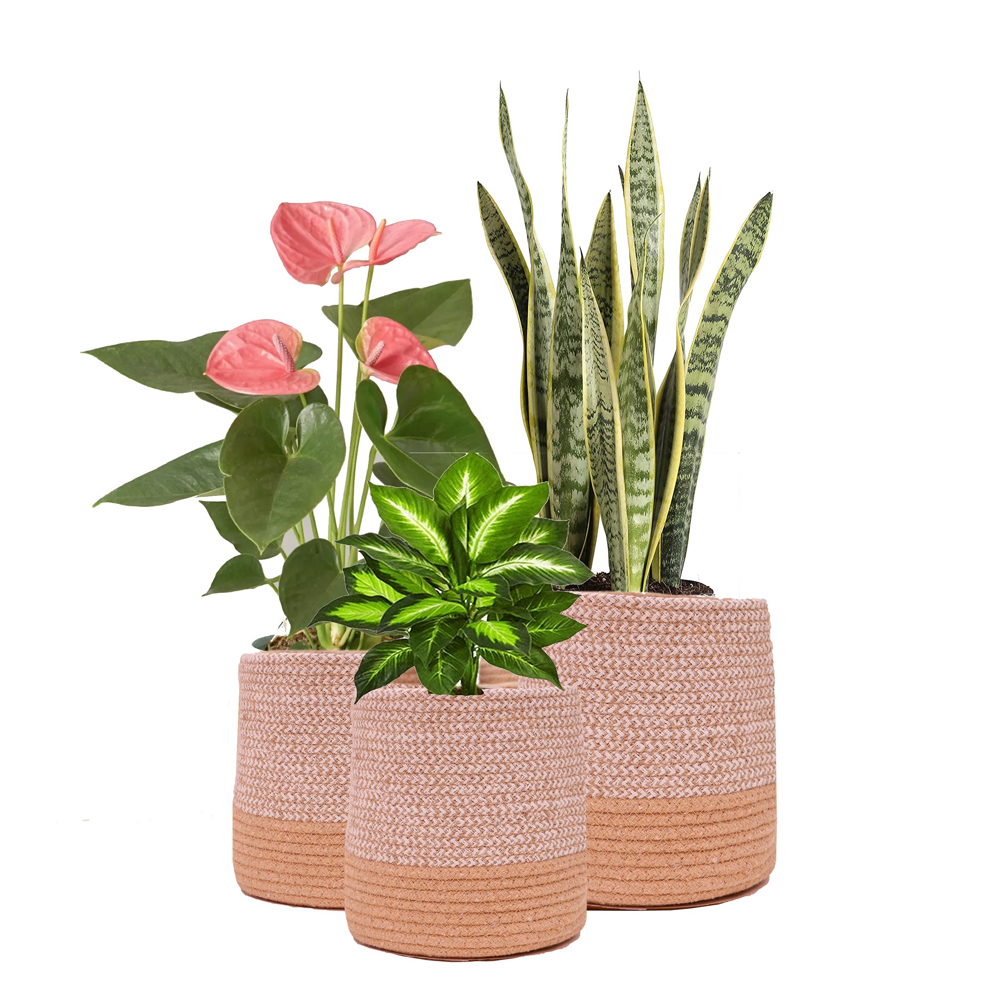 Dual tone Jute Baskets